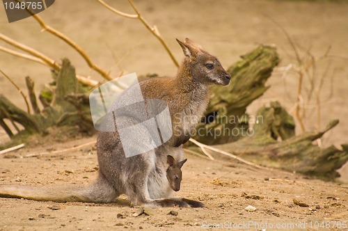 Image of Bennet-wallabie