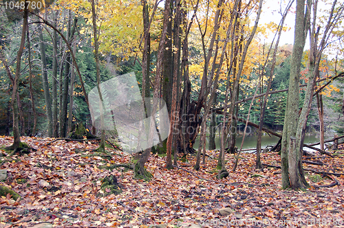 Image of Autumn