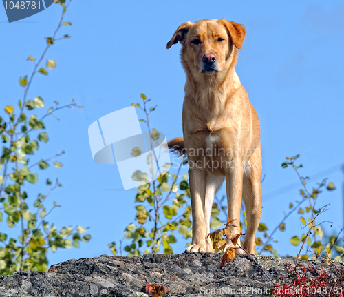 Image of Yellow Labrador dog