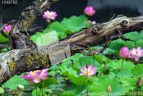 Image of Lotus Flowers