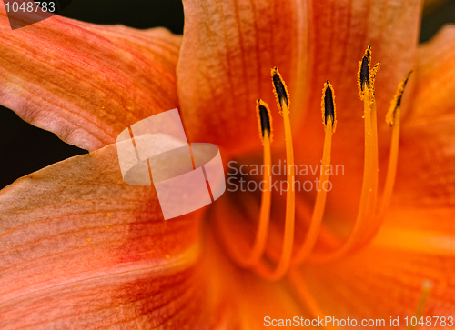 Image of Flower