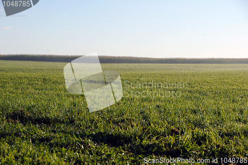 Image of Green field with dew