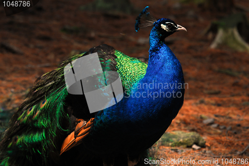 Image of Indian Peafowl