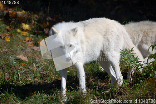 Image of Arctic Wolf