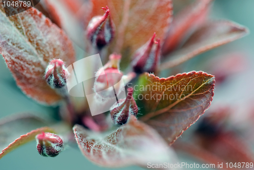 Image of Crabapple flower bud