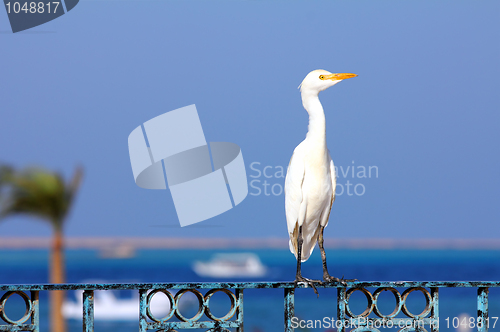 Image of Egyptian heron - Bubulcus ibis