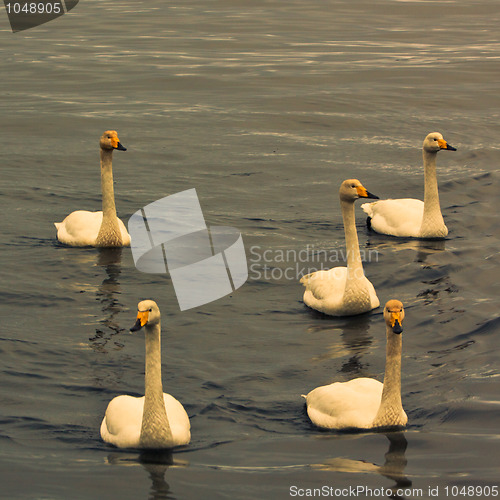 Image of Five swans