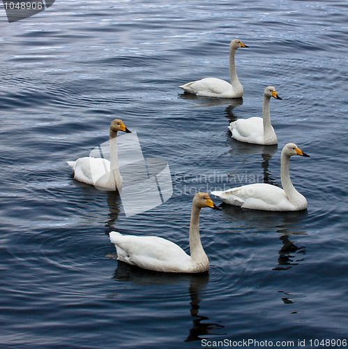 Image of Swans