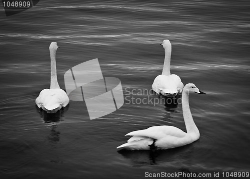 Image of Shy swans