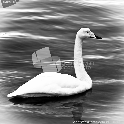 Image of Swan