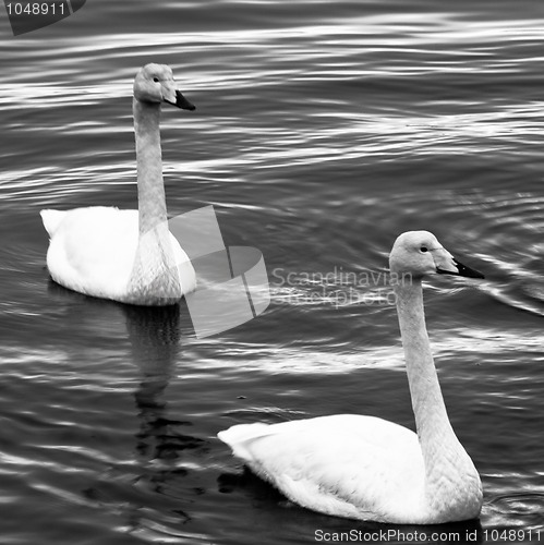 Image of Swans