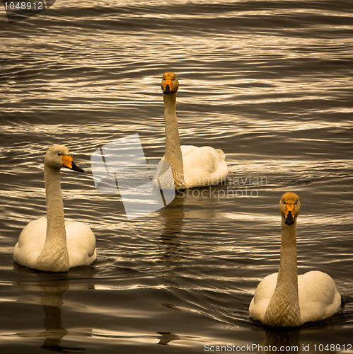 Image of Swans