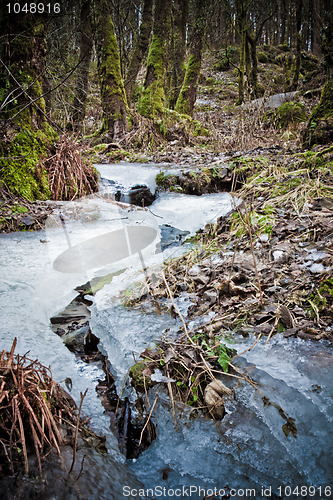 Image of Ice in the forest