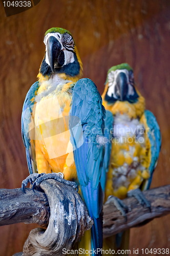 Image of Macaw