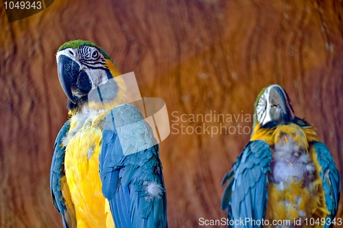 Image of Macaw