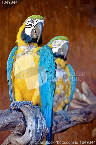 Image of Macaw