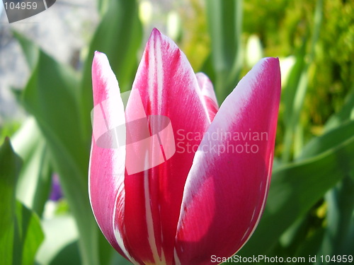 Image of tulip