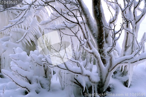 Image of Frozen branch of tree