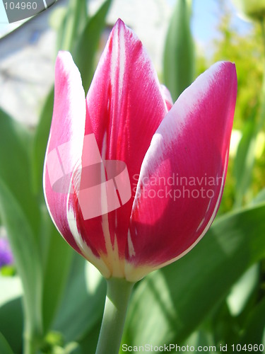 Image of tulip