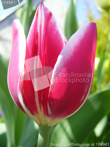 Image of tulip