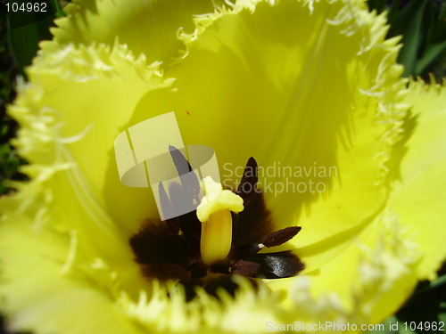 Image of tulip