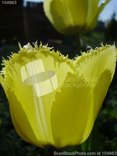 Image of tulip