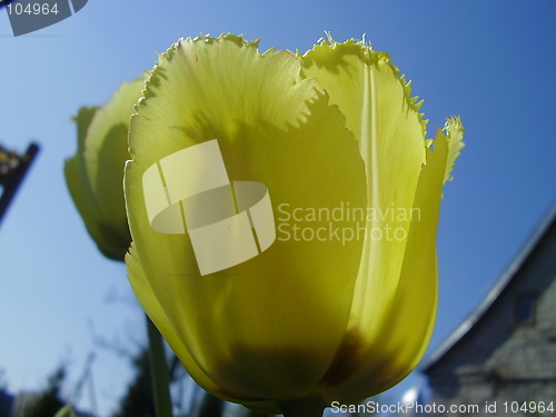 Image of tulip