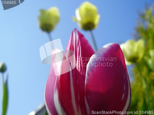 Image of tulip