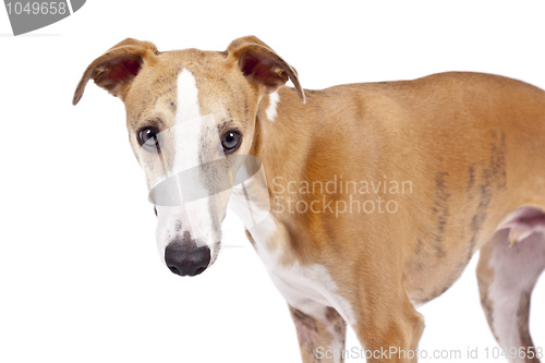 Image of whippet