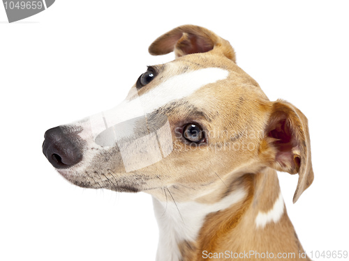 Image of whippet