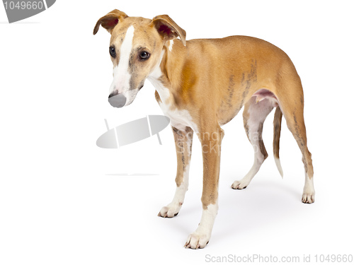 Image of whippet