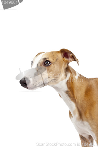 Image of whippet