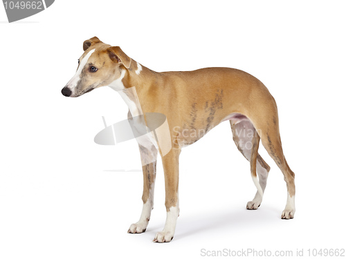 Image of whippet