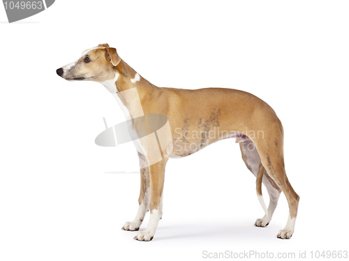 Image of whippet