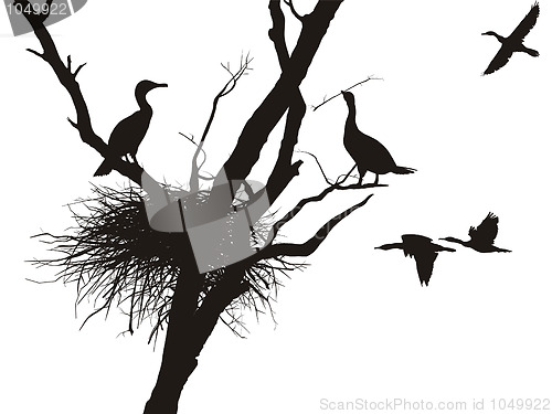 Image of Cormorant nest