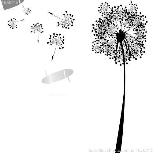 Image of dandelion against white