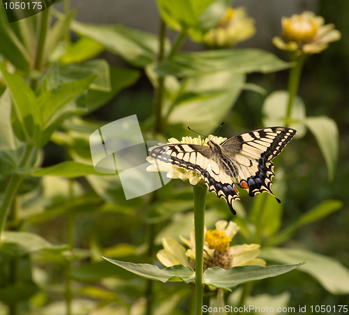 Image of Machaon.