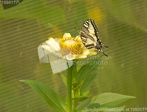 Image of Machaon.