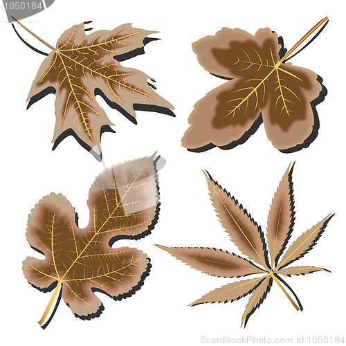 Image of dry leaves collection against white