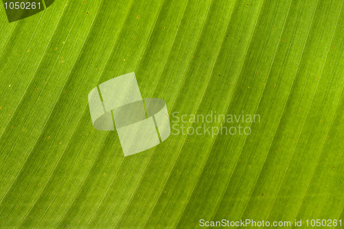 Image of Banana Leaf