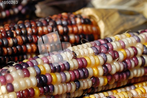 Image of Indian Corn