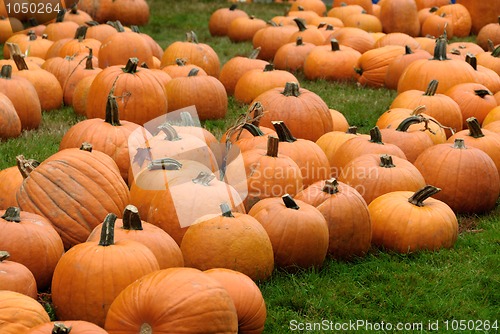 Image of Pumpkin Patch