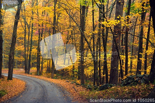 Image of Autumn Foliage