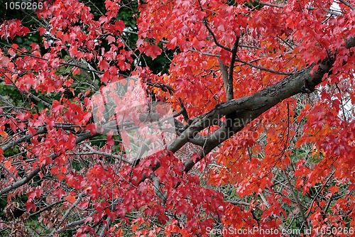 Image of Autumn Foliage