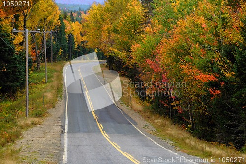 Image of Autumn Foliage