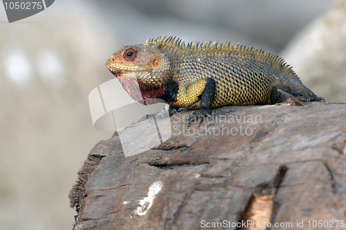 Image of Garden Lizard