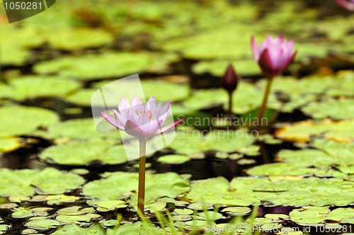 Image of Water Lily