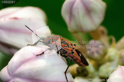 Image of Shield bug