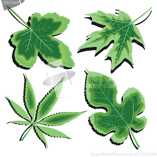 Image of green leaves collection