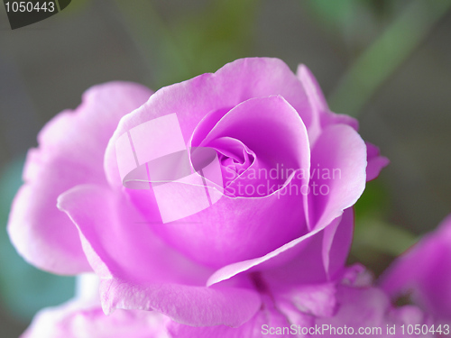 Image of Rose